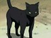 bleach-Yoruichi-cat_1169496786.jpg